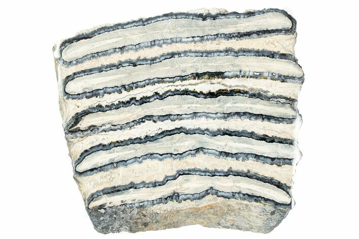 Polished Mammoth Molar Slice - South Carolina #240471